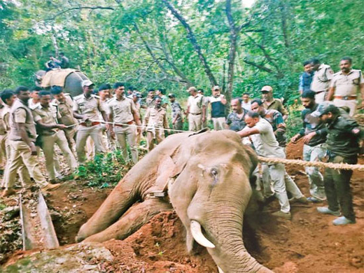 Elephant